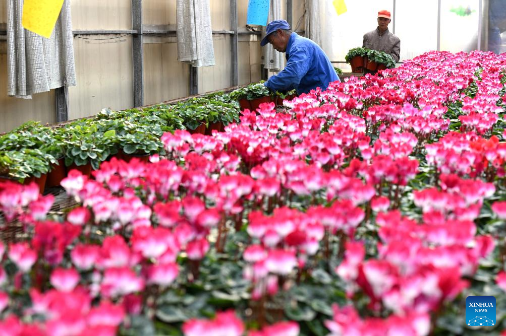 In pics: flower plants of various kinds bloom at flower base in Hebei