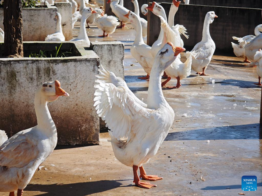 Traditional goose farming city becomes global badminton production base