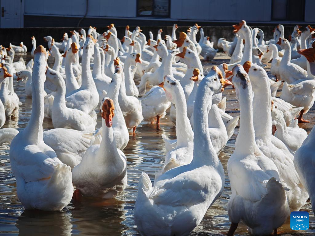 Traditional goose farming city becomes global badminton production base