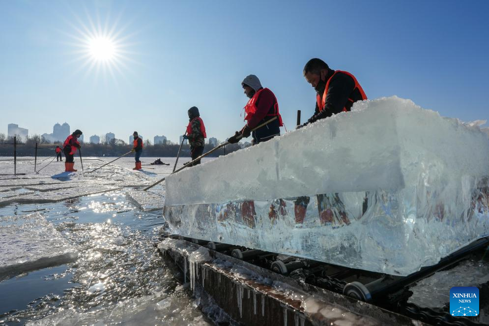Ice collection underway on frozen stretches of Songhua River in Harbin