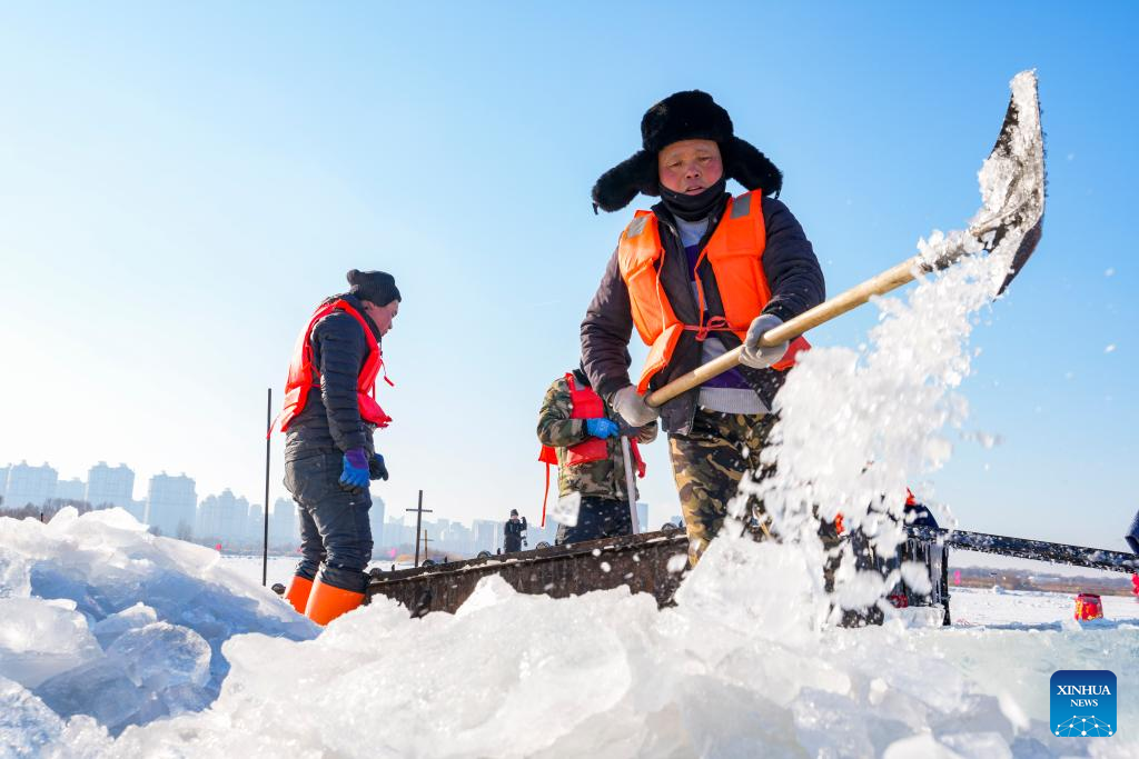 Ice collection underway on frozen stretches of Songhua River in Harbin