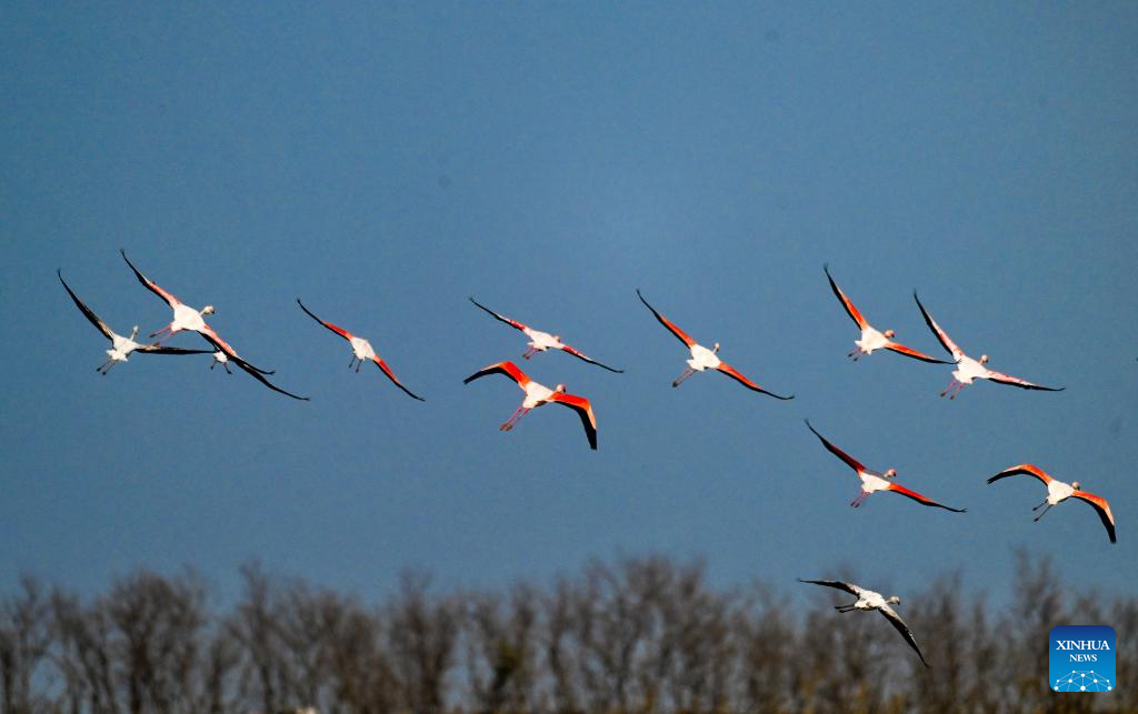 Flamingos winter in Yancheng City, E China's Jiangsu