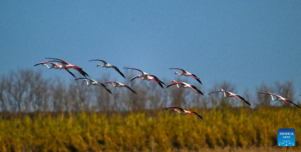 Flamingos winter in Yancheng City, E China's Jiangsu