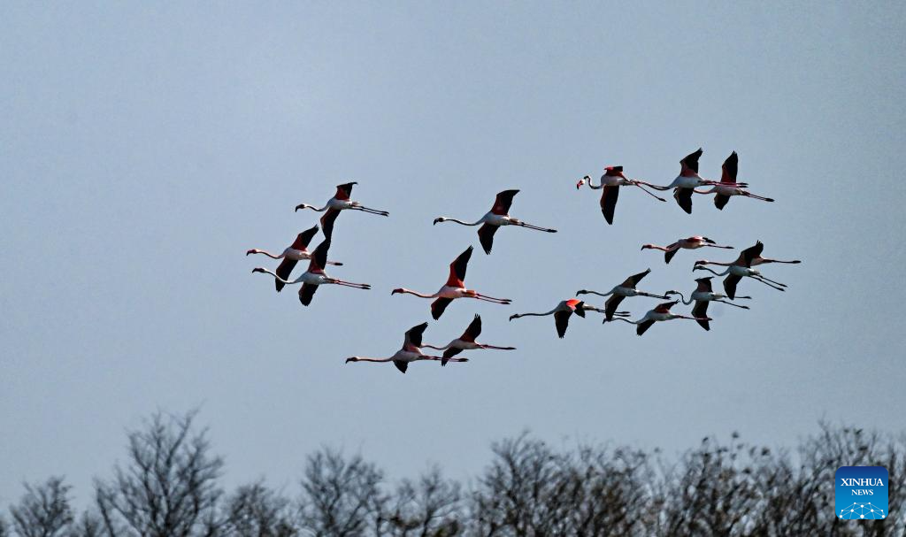 Flamingos winter in Yancheng City, E China's Jiangsu
