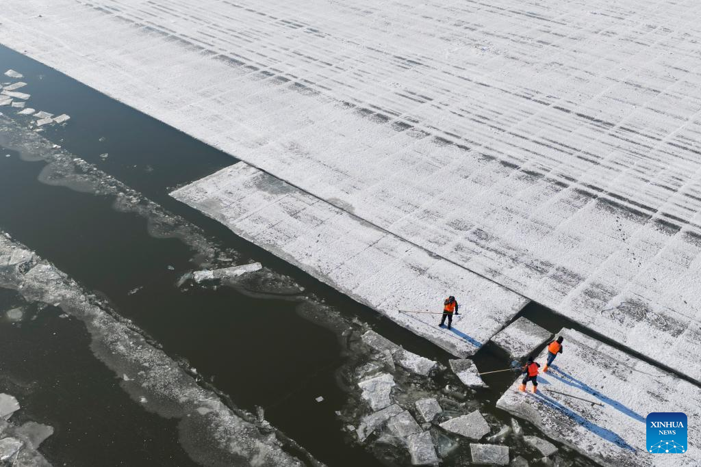 Ice collection underway on frozen stretches of Songhua River in Harbin