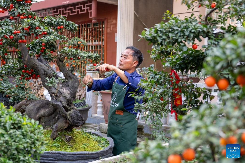 Bonsai cultivation industry in C China's Hubei thrives with online retail