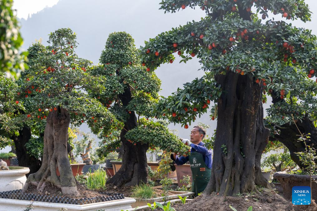 Bonsai cultivation industry in C China's Hubei thrives with online retail
