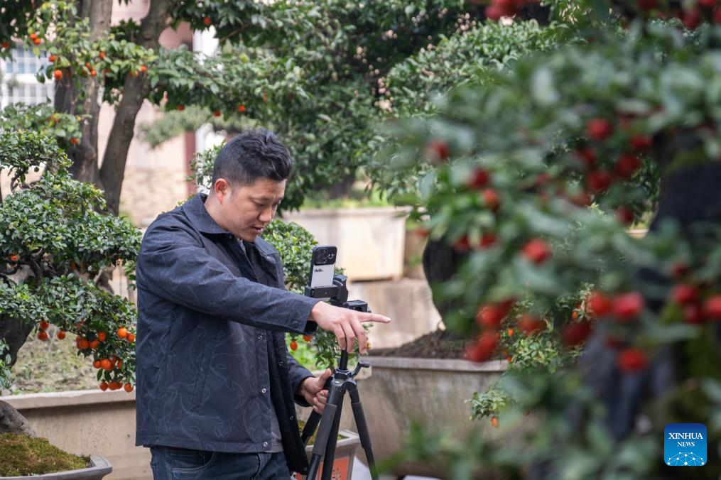 Bonsai cultivation industry in C China's Hubei thrives with online retail