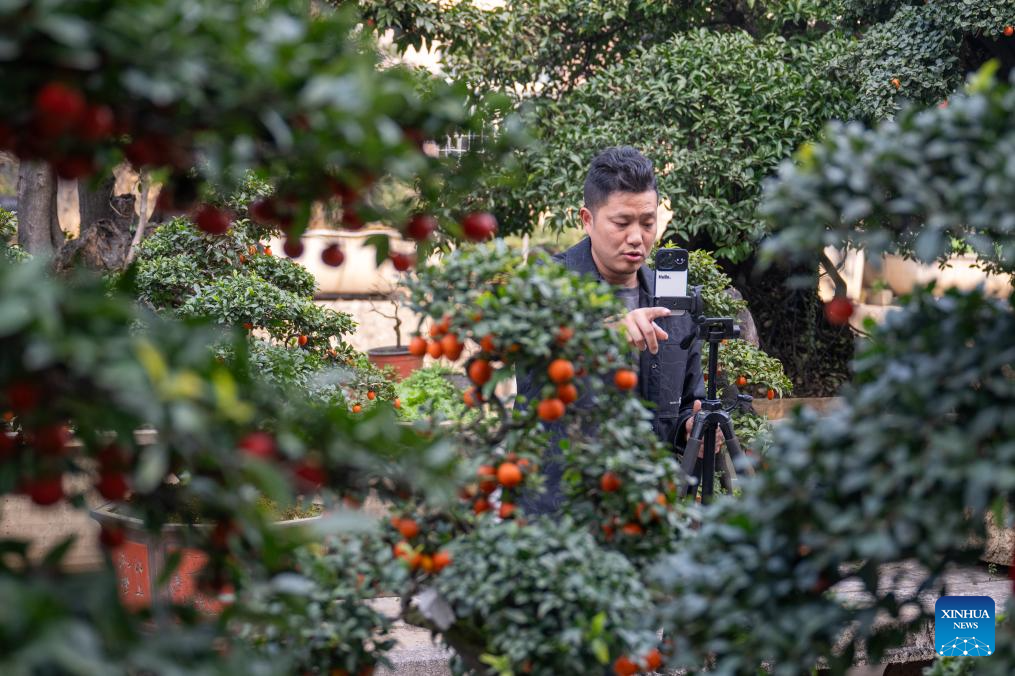 Bonsai cultivation industry in C China's Hubei thrives with online retail
