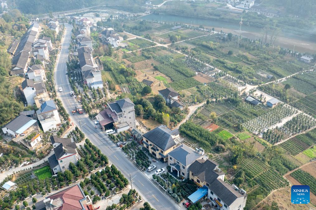 Bonsai cultivation industry in C China's Hubei thrives with online retail