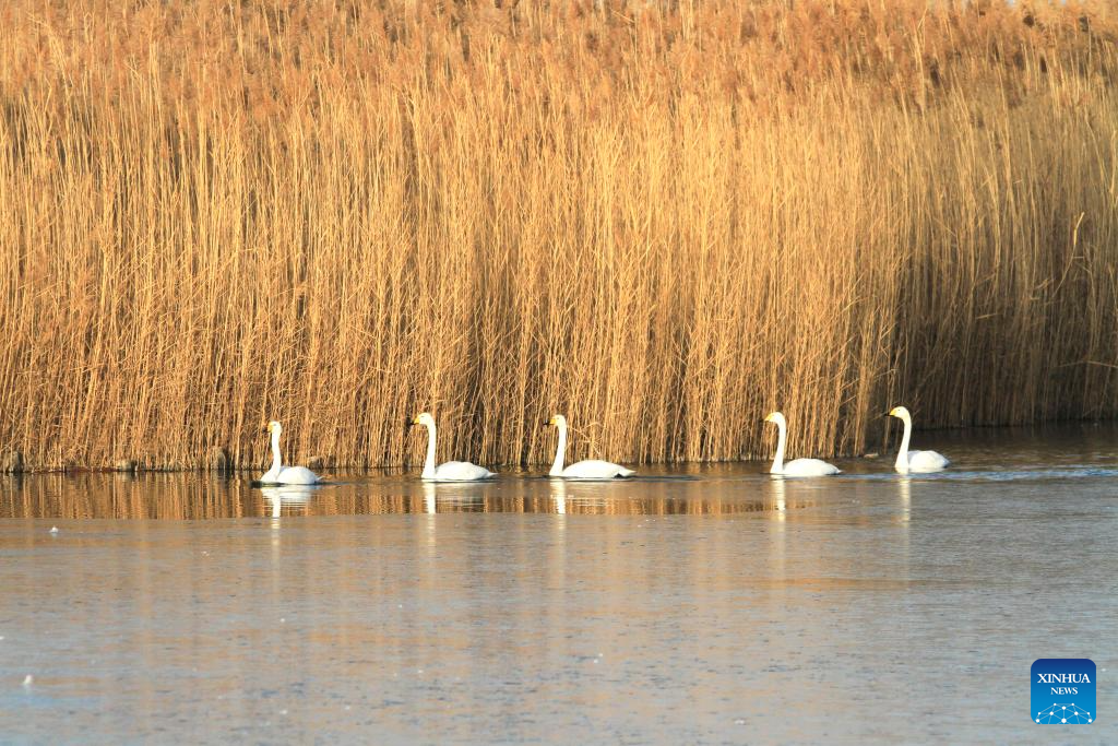 Winter scenery across China