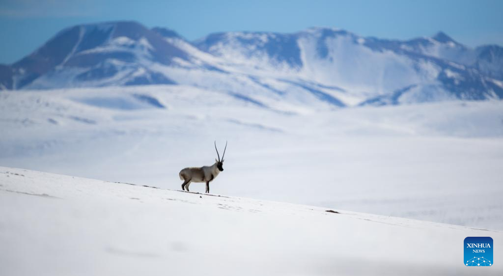 Tibetan antelopes in China's Xizang enter mating season