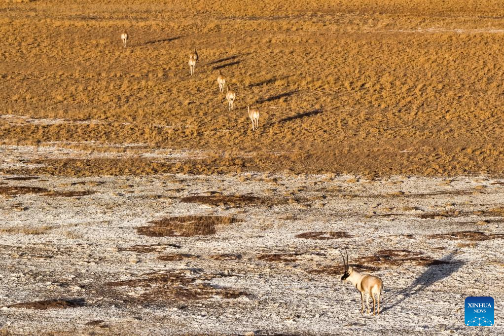 Tibetan antelopes in China's Xizang enter mating season