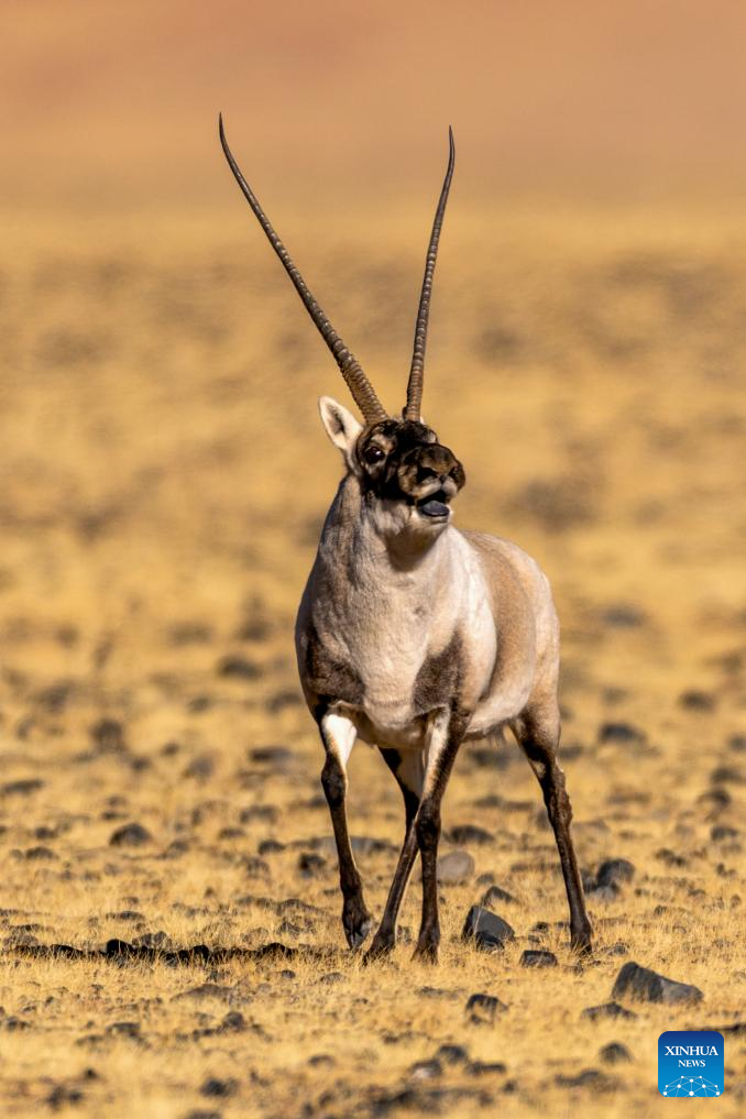 Tibetan antelopes in China's Xizang enter mating season