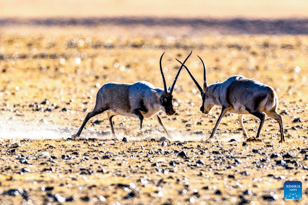 Tibetan antelopes in China's Xizang enter mating season