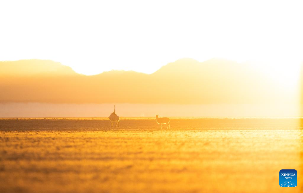 Tibetan antelopes in China's Xizang enter mating season