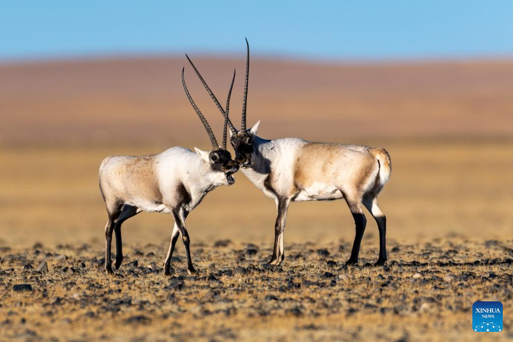 Tibetan antelopes in China's Xizang enter mating season