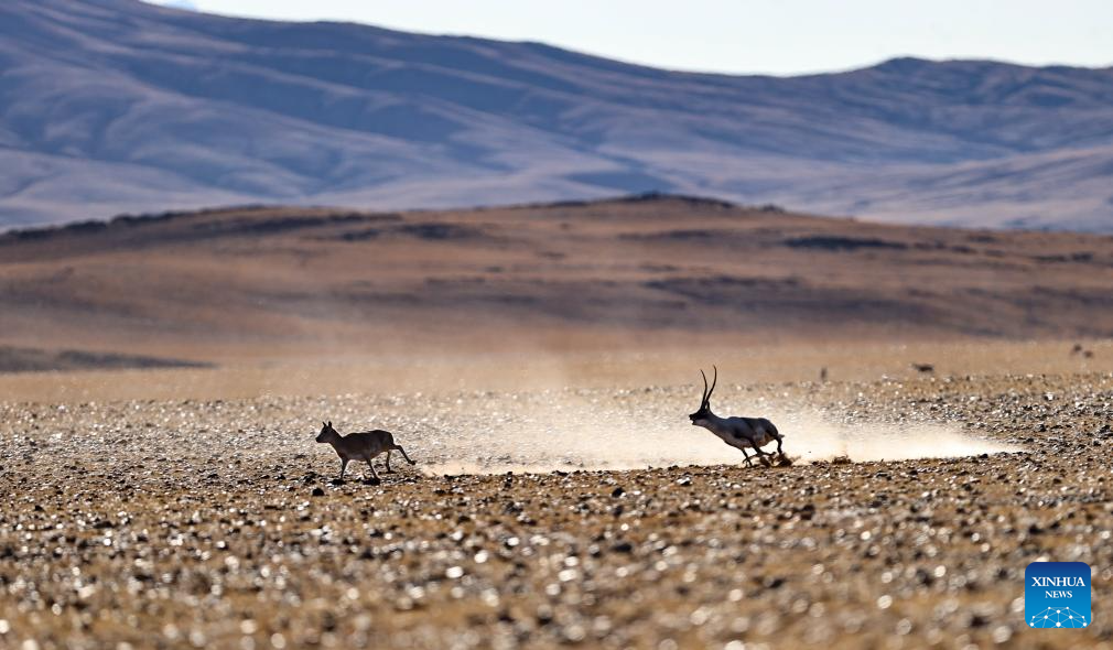 Tibetan antelopes in China's Xizang enter mating season