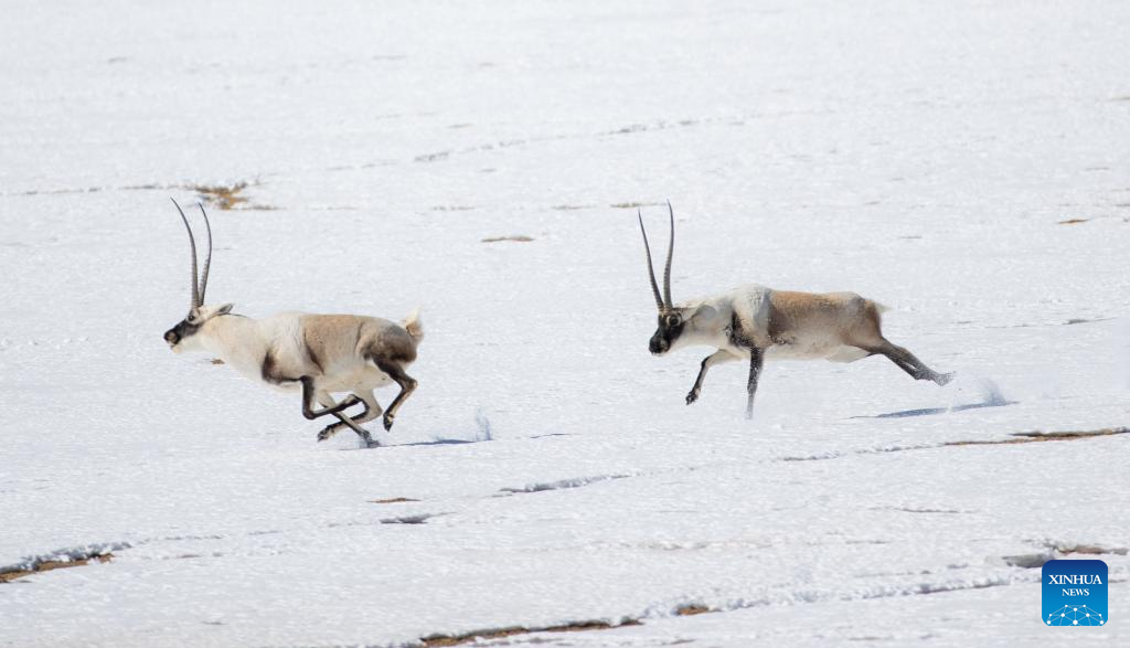 Tibetan antelopes in China's Xizang enter mating season
