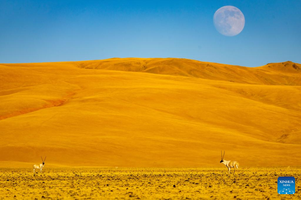 Tibetan antelopes in China's Xizang enter mating season