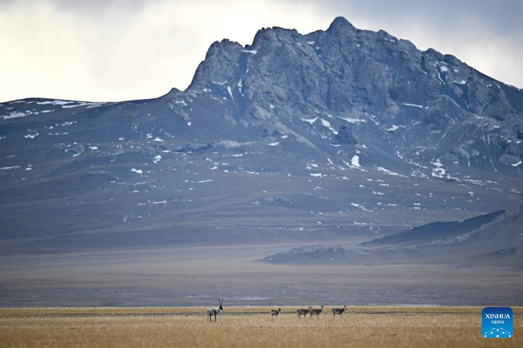 Tibetan antelopes in China's Xizang enter mating season