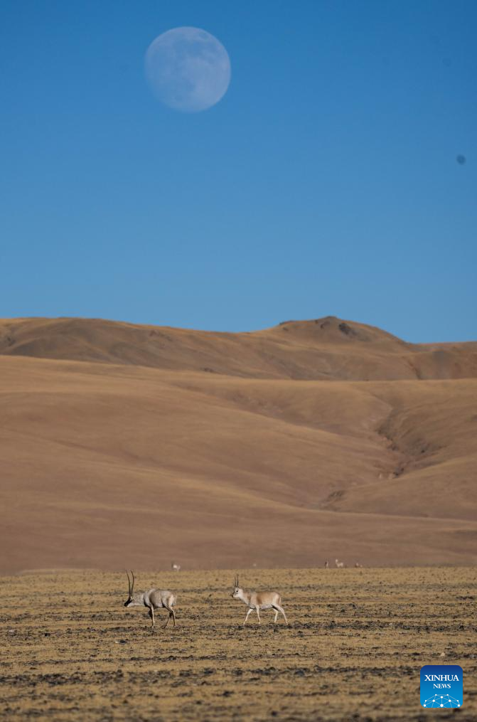 Tibetan antelopes in China's Xizang enter mating season
