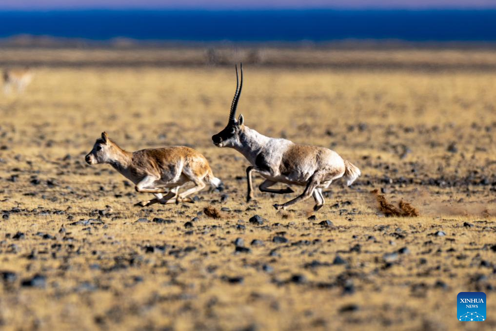 Tibetan antelopes in China's Xizang enter mating season