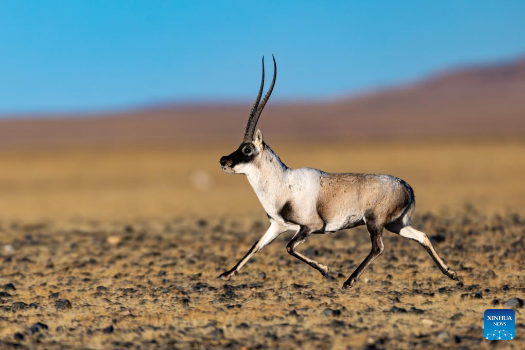 Tibetan antelopes in China's Xizang enter mating season