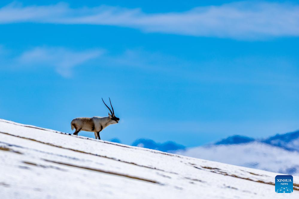 Tibetan antelopes in China's Xizang enter mating season