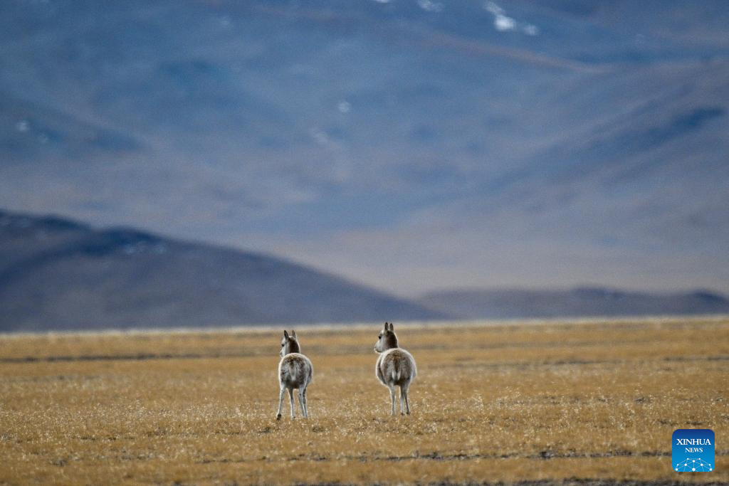 Tibetan antelopes in China's Xizang enter mating season