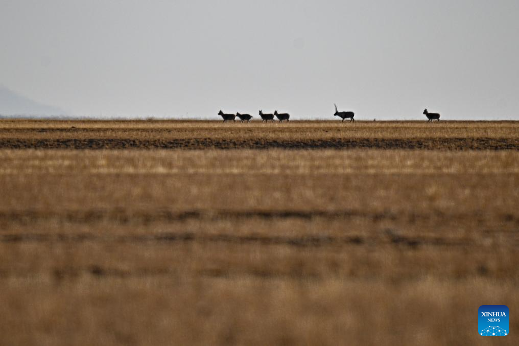 Tibetan antelopes in China's Xizang enter mating season