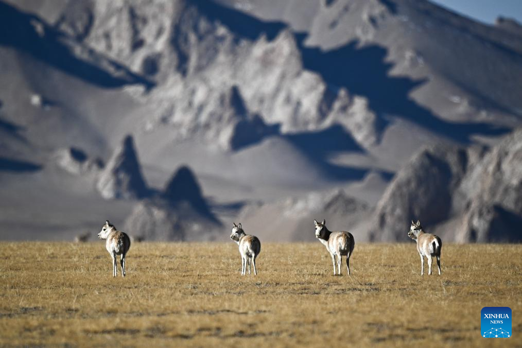 Tibetan antelopes in China's Xizang enter mating season