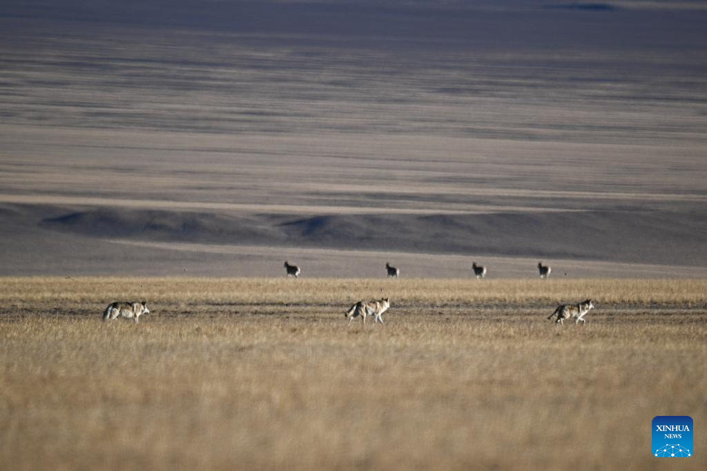 Tibetan antelopes in China's Xizang enter mating season