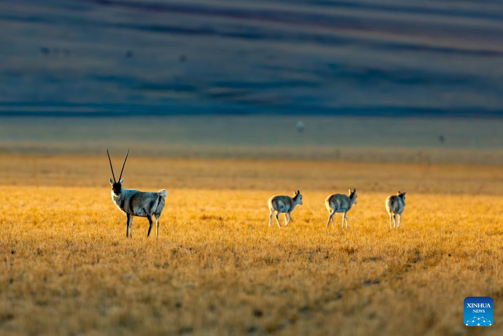 Tibetan antelopes in China's Xizang enter mating season