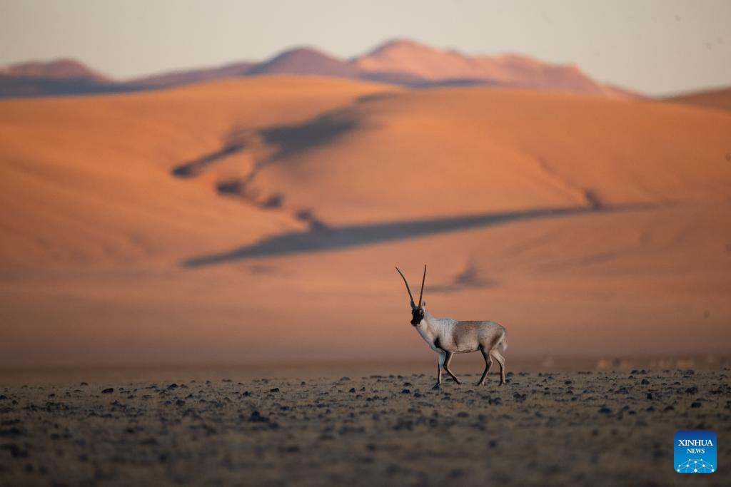 Tibetan antelopes in China's Xizang enter mating season