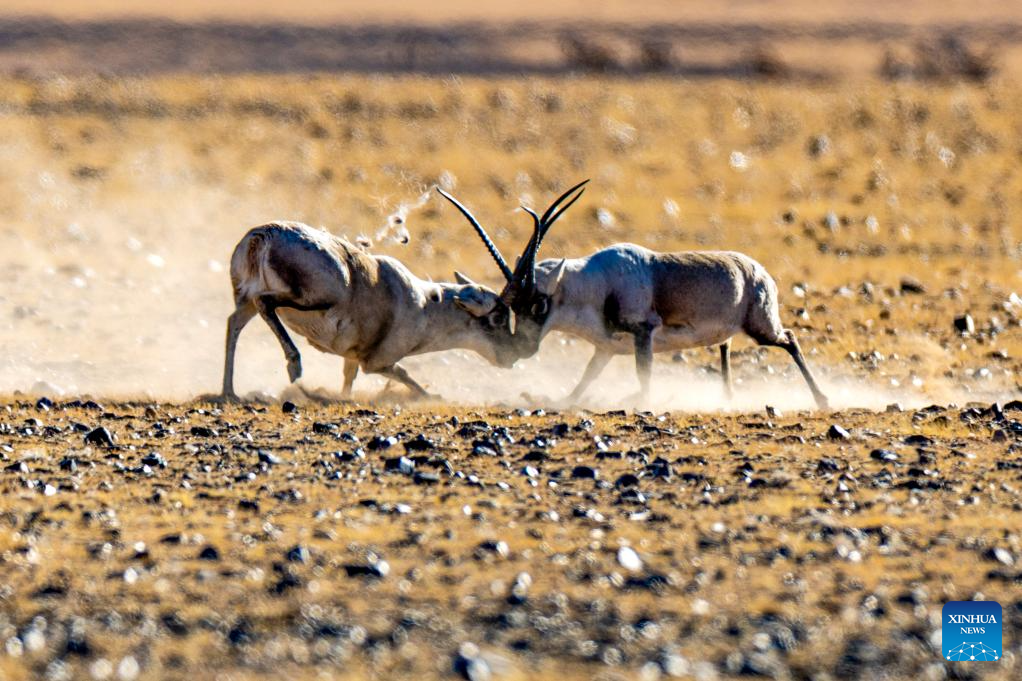 Tibetan antelopes in China's Xizang enter mating season