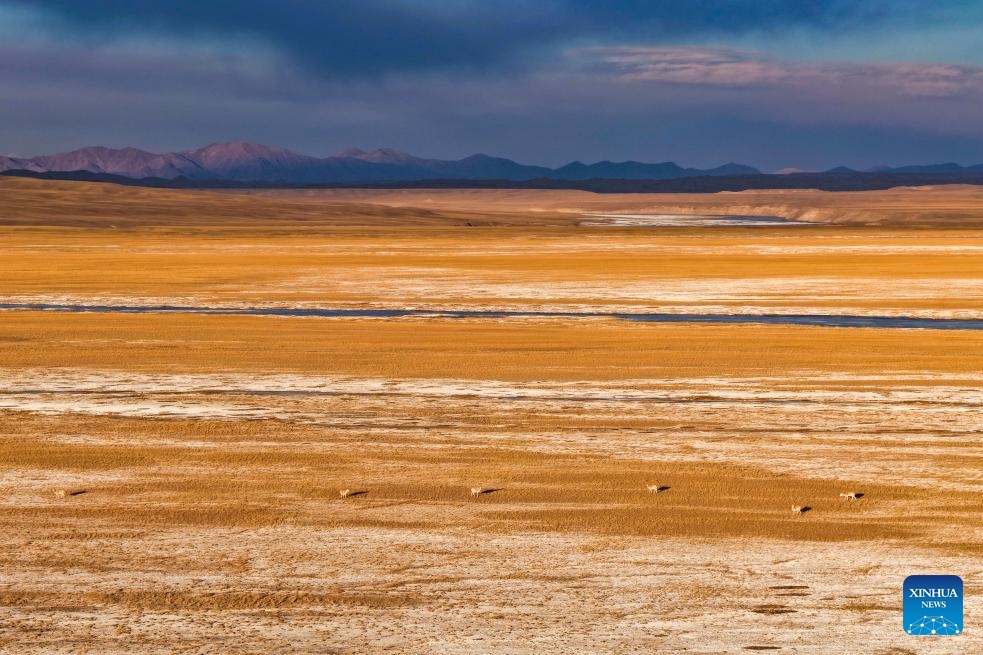 Tibetan antelopes in China's Xizang enter mating season