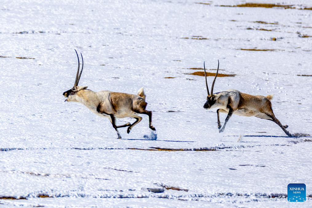 Tibetan antelopes in China's Xizang enter mating season