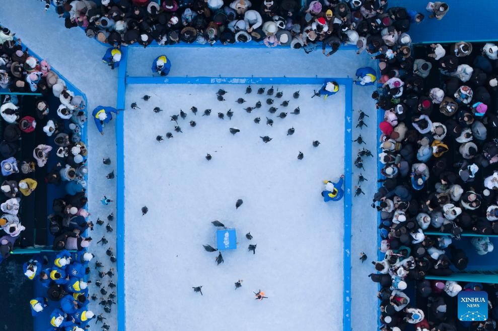 Penguin parade event held at Harbin Polarland in China's Heilongjiang