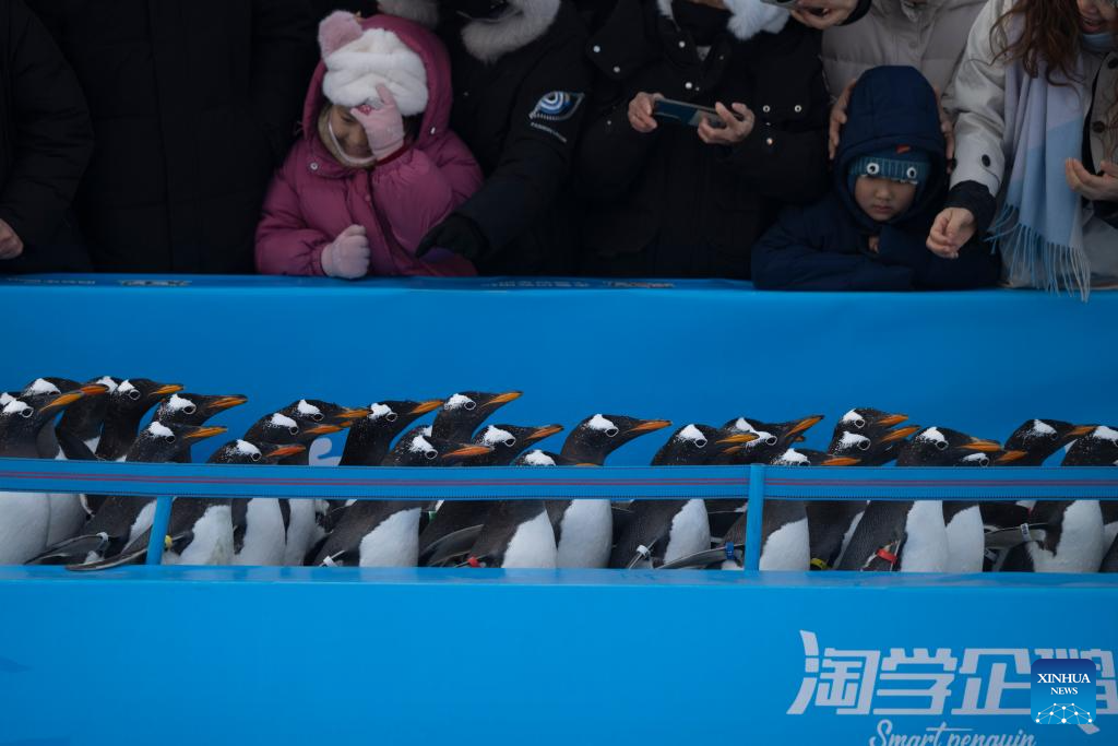 Penguin parade event held at Harbin Polarland in China's Heilongjiang