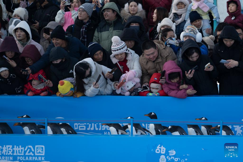 Penguin parade event held at Harbin Polarland in China's Heilongjiang