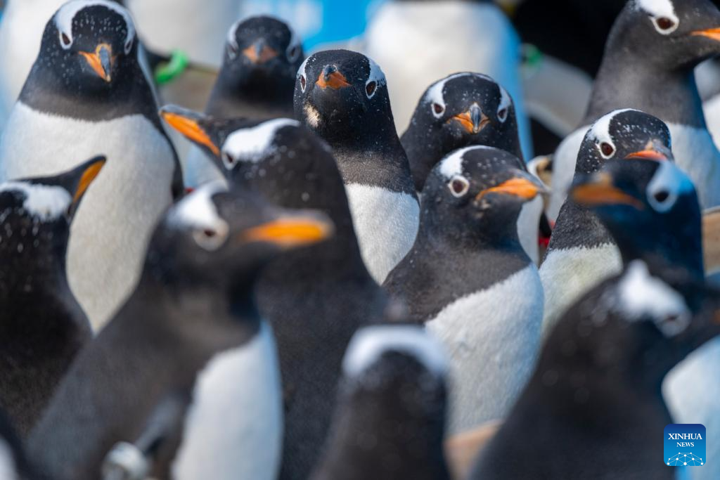 Penguin parade event held at Harbin Polarland in China's Heilongjiang