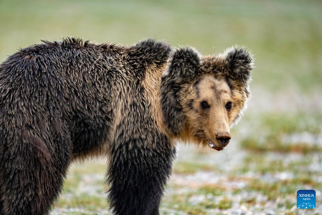 Wild animals thrive at Changtang National Nature Reserve in China's Xizang