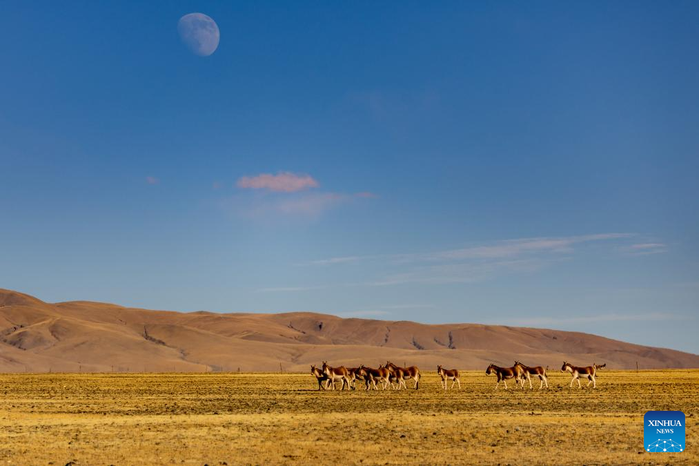 Wild animals thrive at Changtang National Nature Reserve in China's Xizang
