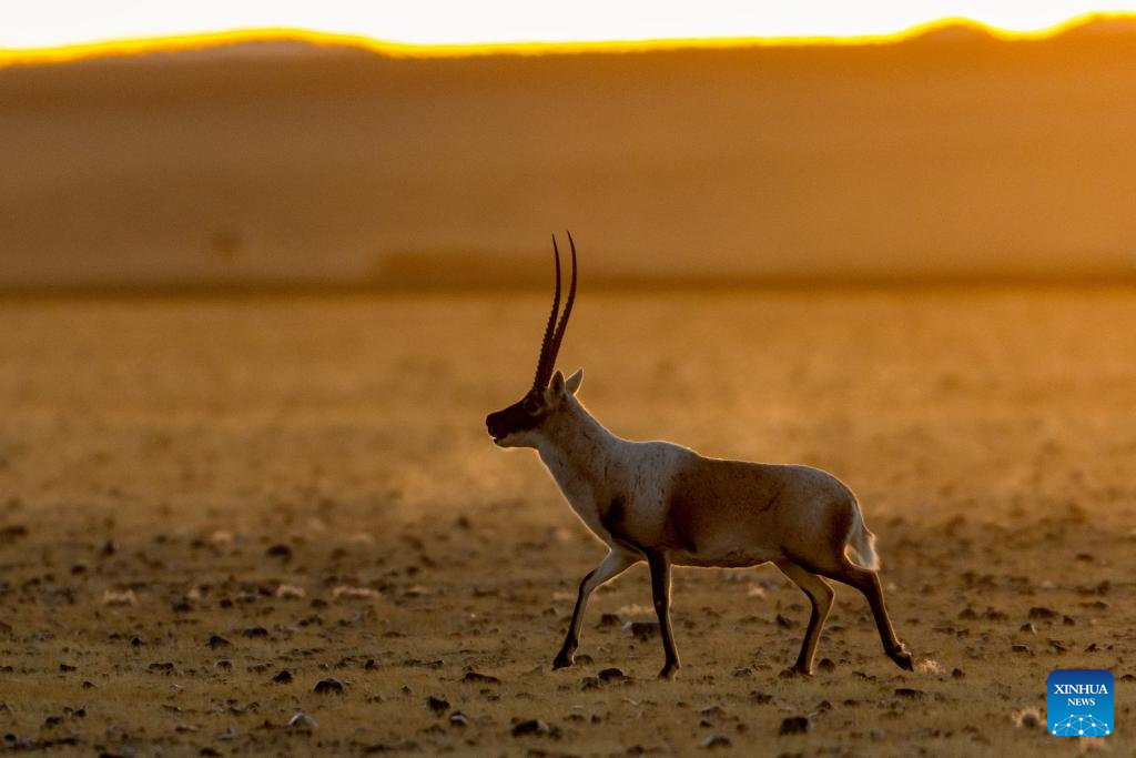 Wild animals thrive at Changtang National Nature Reserve in China's Xizang
