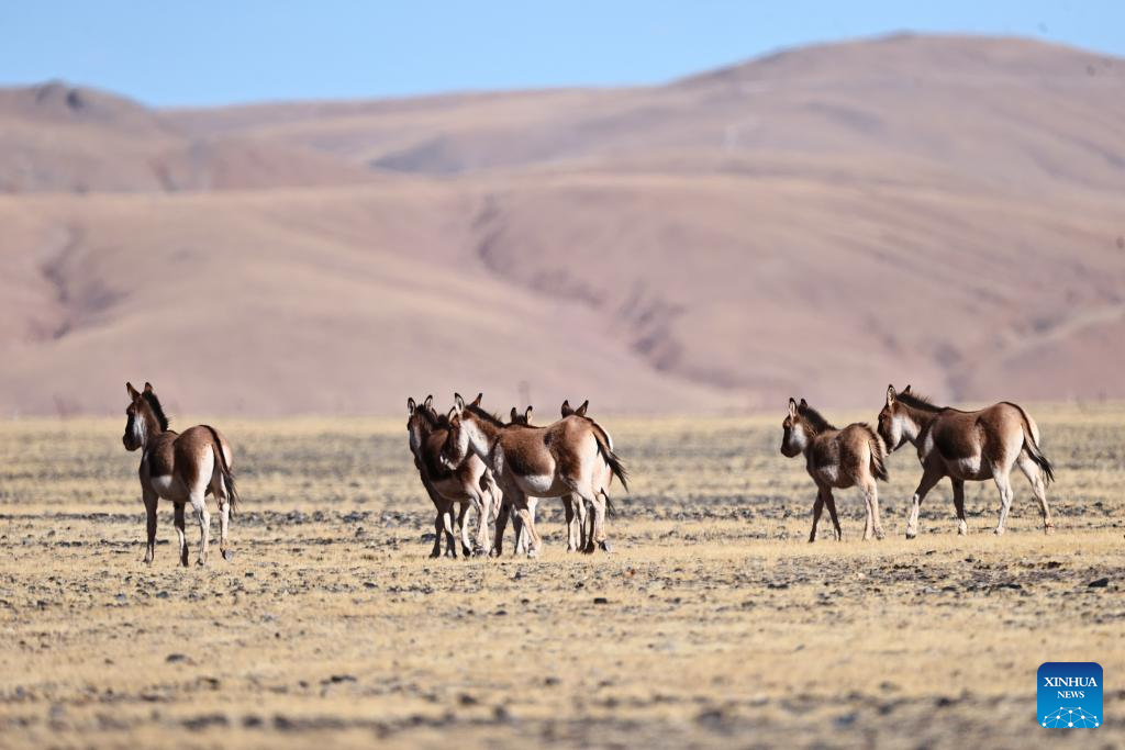 Wild animals thrive at Changtang National Nature Reserve in China's Xizang