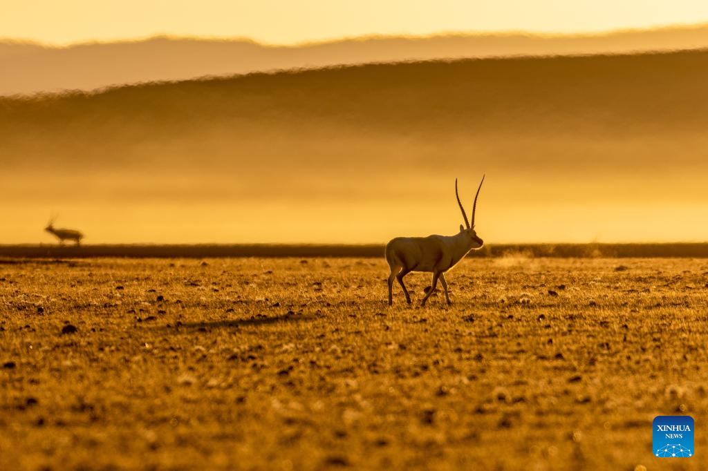 Wild animals thrive at Changtang National Nature Reserve in China's Xizang