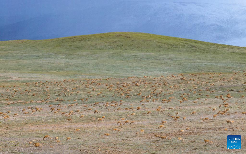 Wild animals thrive at Changtang National Nature Reserve in China's Xizang
