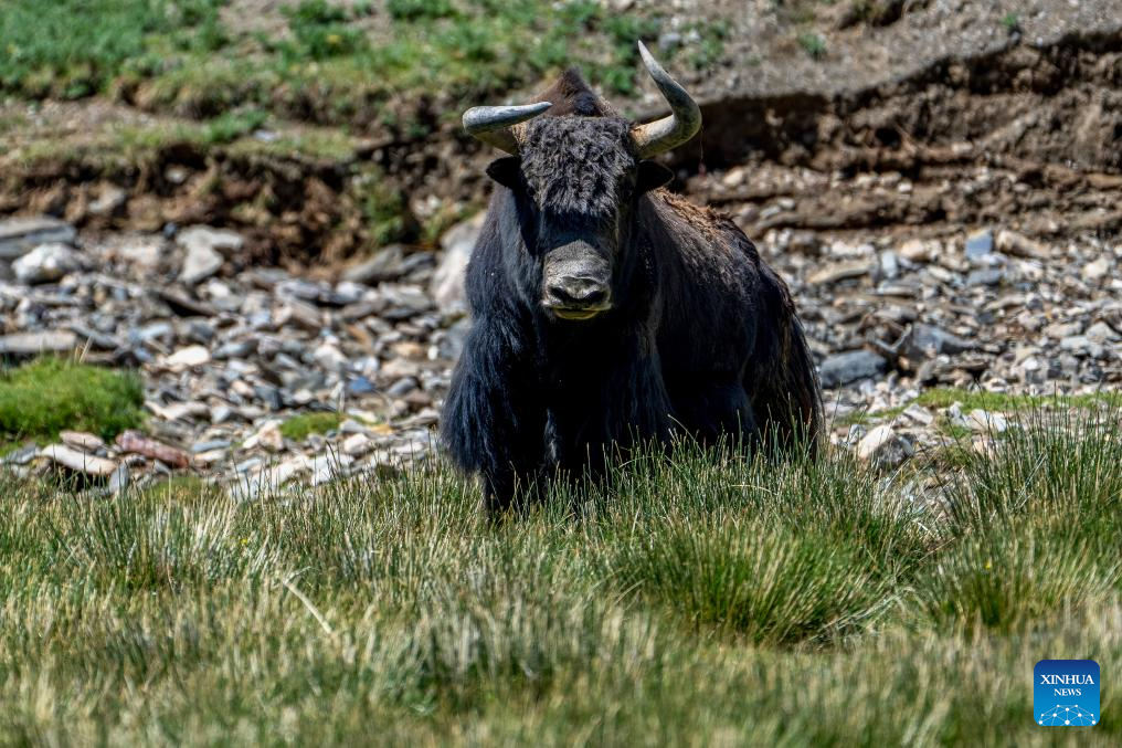 Wild animals thrive at Changtang National Nature Reserve in China's Xizang