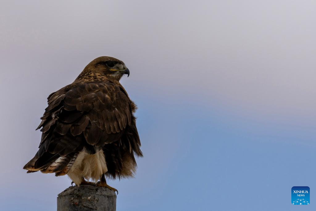 Wild animals thrive at Changtang National Nature Reserve in China's Xizang